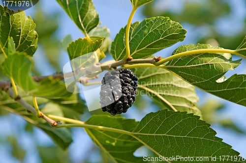 Image of Berry of a mulberry