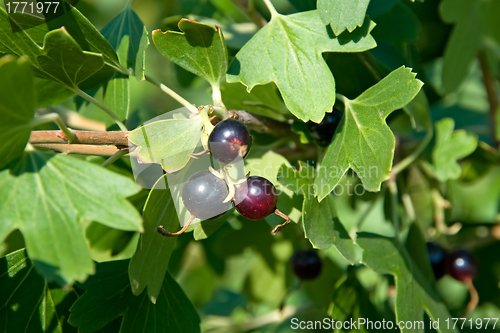 Image of Black-currant