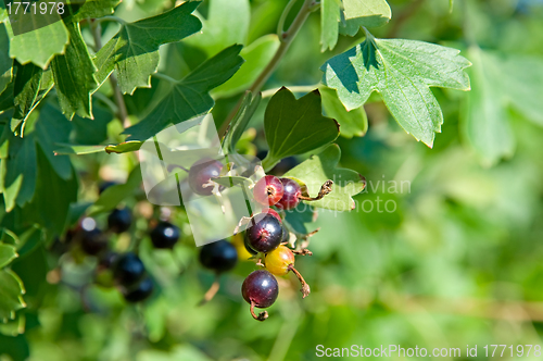 Image of Black-currant