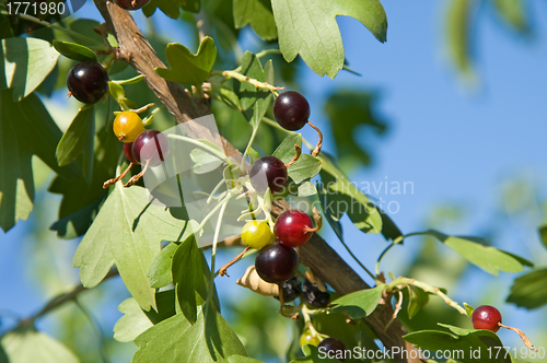 Image of Black-currant