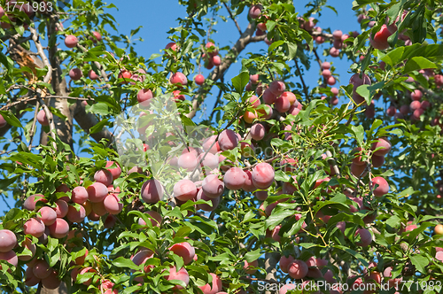 Image of Plum