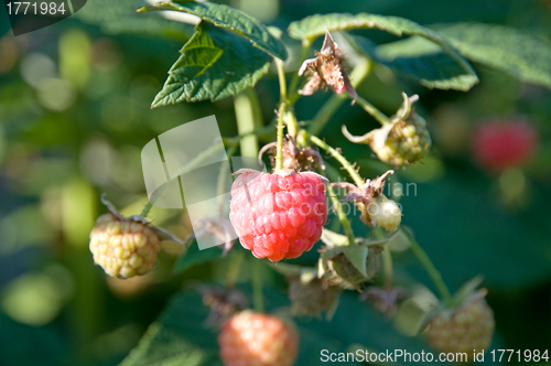 Image of Raspberries