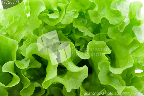 Image of Lettuce