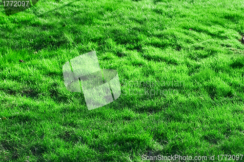 Image of Green grass