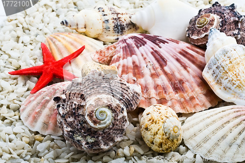 Image of Shells