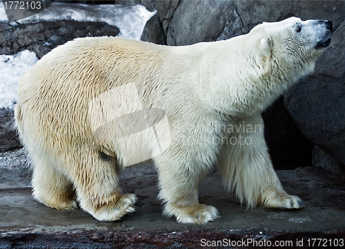 Image of Polar bear