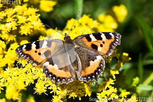 Image of Butterfly