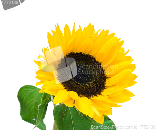 Image of Sunflower