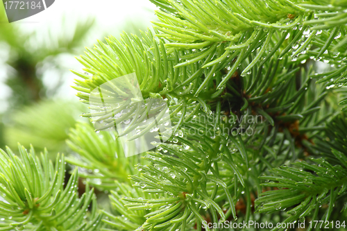 Image of Pine branch with raindrops