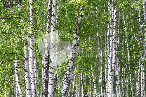 Image of Birch forest
