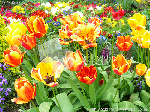 Image of Spring flowers in a meadow