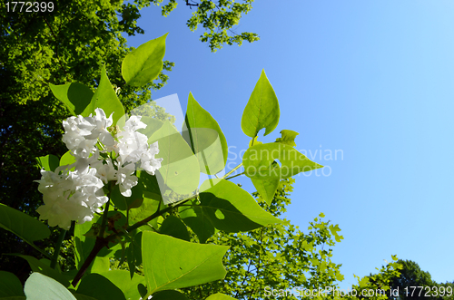 Image of White lilac flower bloom and greenery on blue sky 