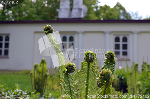 Image of Spreading fern leaf buds in suburban garden 