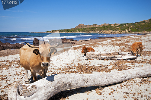 Image of Ostriconi beach