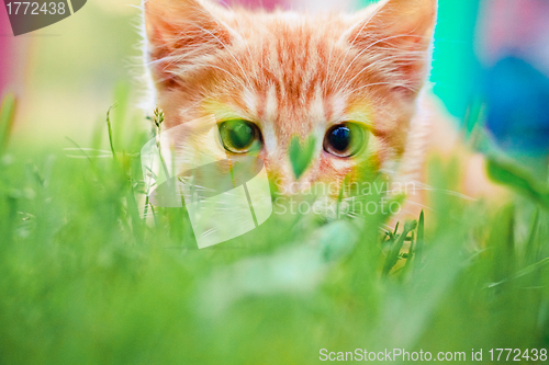 Image of Young kitten is hunting on green grass