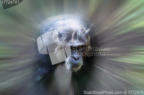 Image of Monkey in focus