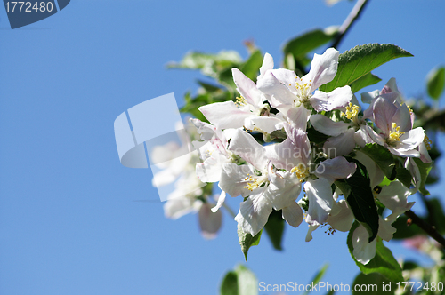 Image of springtime