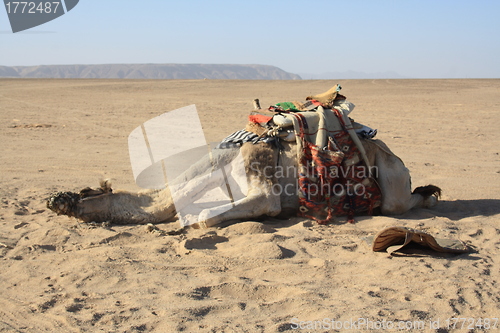 Image of exhausted camel, recreation needs