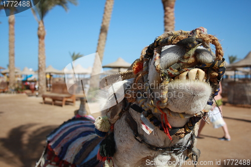 Image of camel