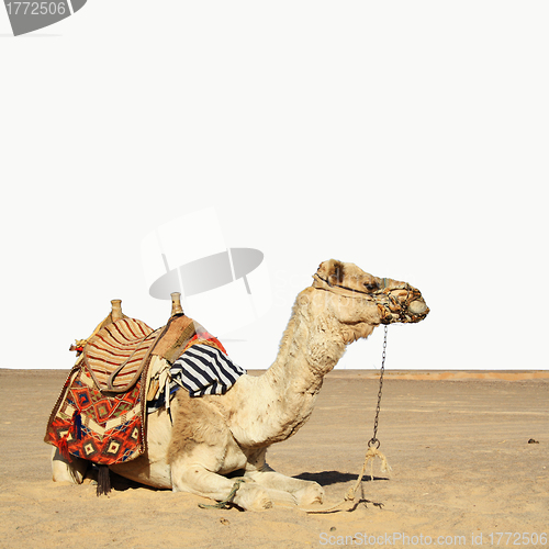 Image of camel sits