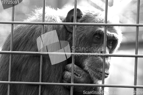 Image of Monkey in a cage thinking