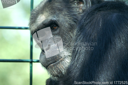 Image of The sad sight of a monkey