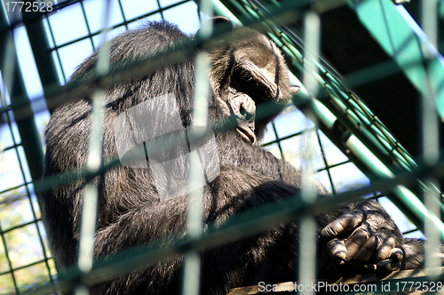 Image of Monkey man in cage