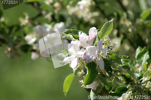 Image of trees bloom in spring