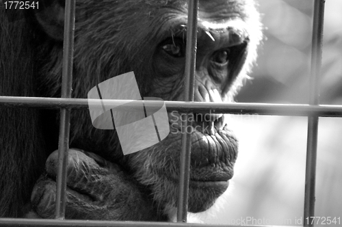 Image of Monkey behind bars