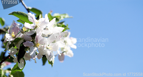 Image of spring time