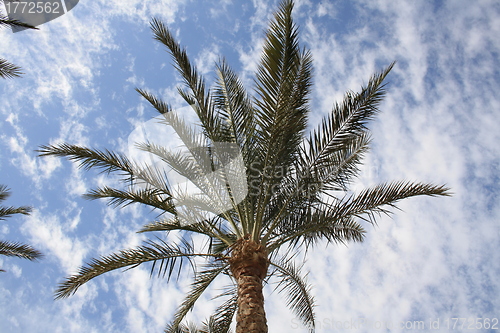 Image of without coconut palm