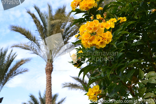Image of flowers and palm trees