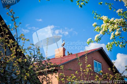 Image of beautiful stork stand on roof