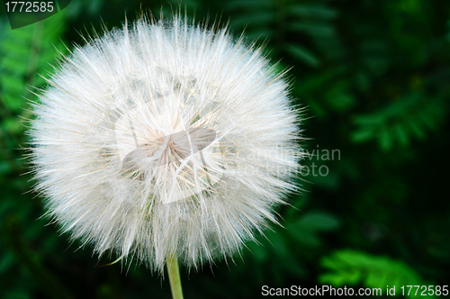 Image of Dandelion