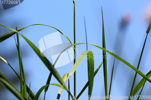 Image of grass and sky