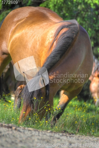 Image of grazing horse