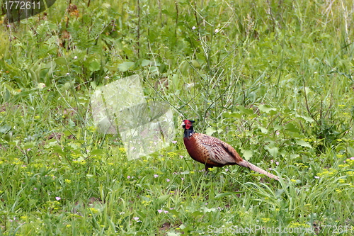 Image of male pheasant in summer