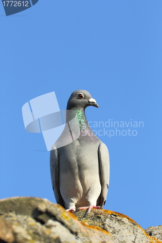 Image of purebred pigeon on the roof