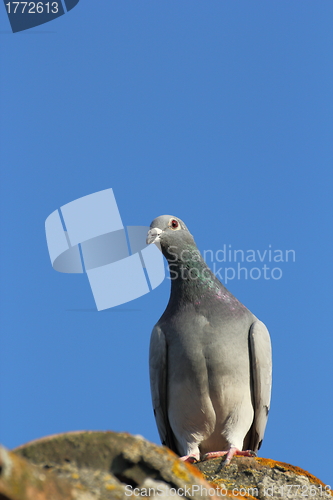 Image of purebreed pigeon