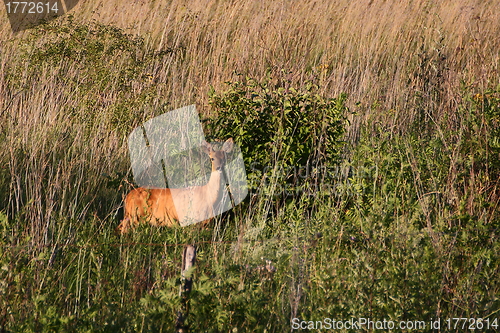 Image of roe deer doe