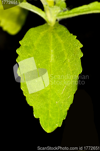 Image of Stevia rebaudiana, support for sugar