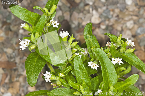 Image of Stevia rebaudiana, support for sugar