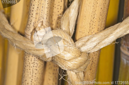 Image of bunch of bamboo