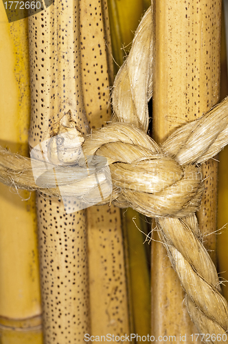 Image of bunch of bamboo