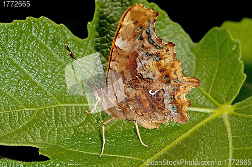 Image of Comma butterfly, Polygonia c-album