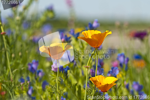 Image of  Californian poppy