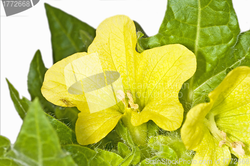 Image of yellow henbane, medieval medicine plant