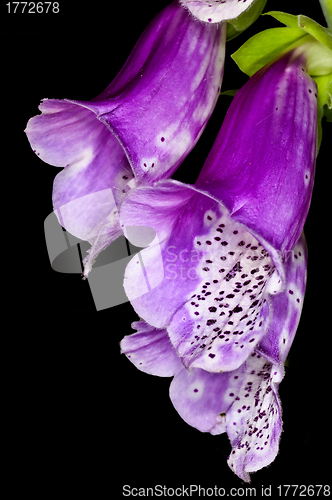 Image of purple foxglove,  medicine plant
