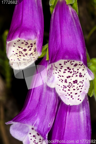 Image of purple foxglove,  medicine plant
