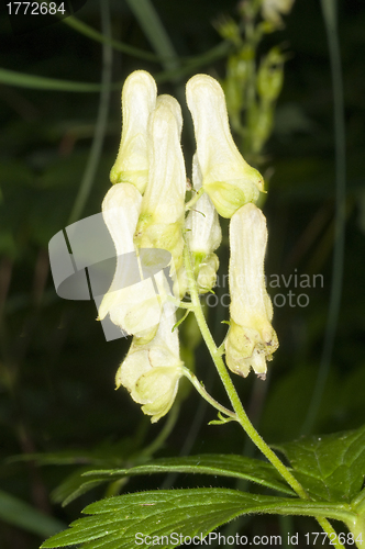 Image of Aconite, medicine plant and historic poison